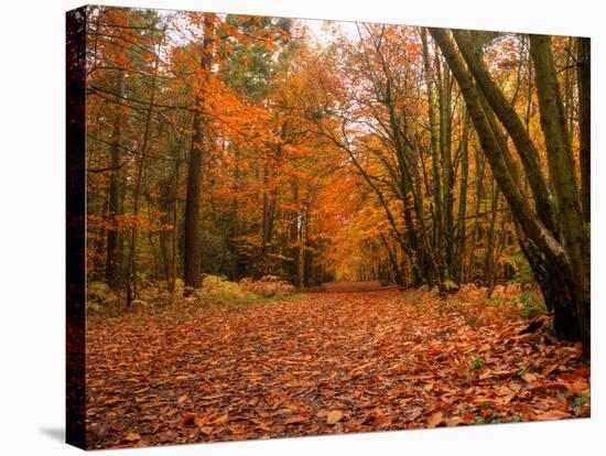 Beautiful Vibrant Autumn Fall Forest Scene in English Countryside Landscape-Veneratio-Stretched Canvas