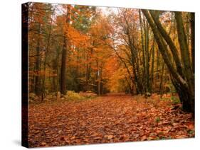 Beautiful Vibrant Autumn Fall Forest Scene in English Countryside Landscape-Veneratio-Stretched Canvas