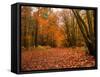 Beautiful Vibrant Autumn Fall Forest Scene in English Countryside Landscape-Veneratio-Framed Stretched Canvas