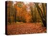 Beautiful Vibrant Autumn Fall Forest Scene in English Countryside Landscape-Veneratio-Stretched Canvas