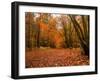 Beautiful Vibrant Autumn Fall Forest Scene in English Countryside Landscape-Veneratio-Framed Photographic Print