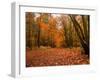 Beautiful Vibrant Autumn Fall Forest Scene in English Countryside Landscape-Veneratio-Framed Photographic Print