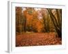 Beautiful Vibrant Autumn Fall Forest Scene in English Countryside Landscape-Veneratio-Framed Photographic Print