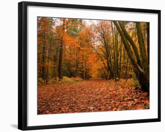 Beautiful Vibrant Autumn Fall Forest Scene in English Countryside Landscape-Veneratio-Framed Photographic Print