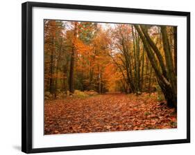 Beautiful Vibrant Autumn Fall Forest Scene in English Countryside Landscape-Veneratio-Framed Photographic Print