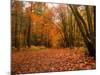 Beautiful Vibrant Autumn Fall Forest Scene in English Countryside Landscape-Veneratio-Mounted Photographic Print