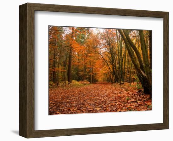 Beautiful Vibrant Autumn Fall Forest Scene in English Countryside Landscape-Veneratio-Framed Photographic Print