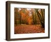 Beautiful Vibrant Autumn Fall Forest Scene in English Countryside Landscape-Veneratio-Framed Photographic Print