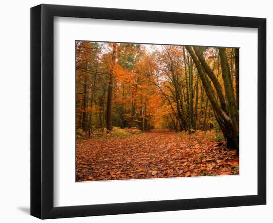 Beautiful Vibrant Autumn Fall Forest Scene in English Countryside Landscape-Veneratio-Framed Photographic Print