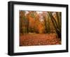 Beautiful Vibrant Autumn Fall Forest Scene in English Countryside Landscape-Veneratio-Framed Photographic Print