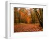 Beautiful Vibrant Autumn Fall Forest Scene in English Countryside Landscape-Veneratio-Framed Photographic Print