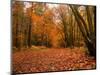 Beautiful Vibrant Autumn Fall Forest Scene in English Countryside Landscape-Veneratio-Mounted Photographic Print