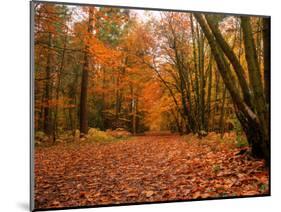 Beautiful Vibrant Autumn Fall Forest Scene in English Countryside Landscape-Veneratio-Mounted Photographic Print