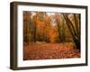 Beautiful Vibrant Autumn Fall Forest Scene in English Countryside Landscape-Veneratio-Framed Photographic Print