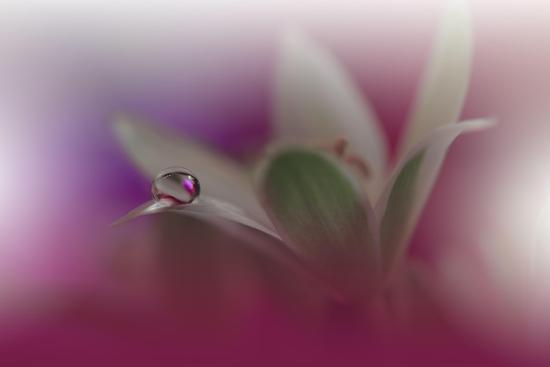 Photo, , large