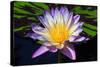 Beautiful Water Lily-KennethKeifer-Stretched Canvas