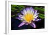 Beautiful Water Lily-KennethKeifer-Framed Photographic Print