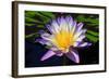 Beautiful Water Lily-KennethKeifer-Framed Photographic Print