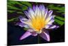 Beautiful Water Lily-KennethKeifer-Mounted Photographic Print