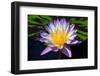 Beautiful Water Lily-KennethKeifer-Framed Photographic Print