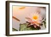 Beautiful Waterlily or Lotus Flower Blooming in the Pond-Zhao jian kang-Framed Photographic Print