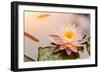 Beautiful Waterlily or Lotus Flower Blooming in the Pond-Zhao jian kang-Framed Photographic Print