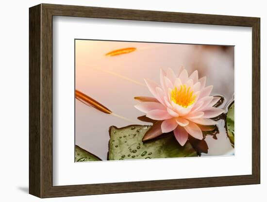 Beautiful Waterlily or Lotus Flower Blooming in the Pond-Zhao jian kang-Framed Photographic Print