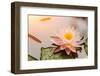 Beautiful Waterlily or Lotus Flower Blooming in the Pond-Zhao jian kang-Framed Photographic Print