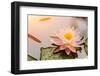 Beautiful Waterlily or Lotus Flower Blooming in the Pond-Zhao jian kang-Framed Photographic Print