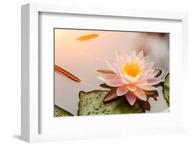 Beautiful Waterlily or Lotus Flower Blooming in the Pond-Zhao jian kang-Framed Photographic Print