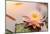 Beautiful Waterlily or Lotus Flower Blooming in the Pond-Zhao jian kang-Mounted Photographic Print