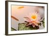 Beautiful Waterlily or Lotus Flower Blooming in the Pond-Zhao jian kang-Framed Photographic Print