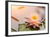 Beautiful Waterlily or Lotus Flower Blooming in the Pond-Zhao jian kang-Framed Photographic Print