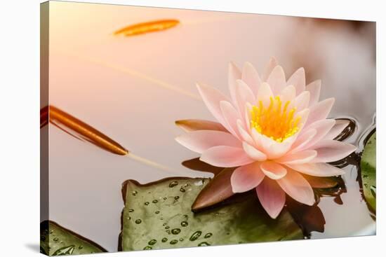 Beautiful Waterlily or Lotus Flower Blooming in the Pond-Zhao jian kang-Stretched Canvas