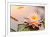 Beautiful Waterlily or Lotus Flower Blooming in the Pond-Zhao jian kang-Framed Photographic Print