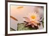 Beautiful Waterlily or Lotus Flower Blooming in the Pond-Zhao jian kang-Framed Photographic Print