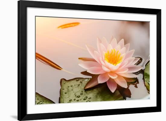 Beautiful Waterlily or Lotus Flower Blooming in the Pond-Zhao jian kang-Framed Photographic Print