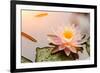 Beautiful Waterlily or Lotus Flower Blooming in the Pond-Zhao jian kang-Framed Photographic Print