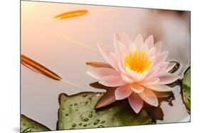 Beautiful Waterlily or Lotus Flower Blooming in the Pond-Zhao jian kang-Mounted Photographic Print