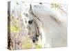 Beautiful White Horse-conrado-Stretched Canvas