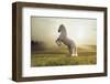 Beautiful White Horse-conrado-Framed Photographic Print