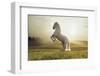 Beautiful White Horse-conrado-Framed Photographic Print