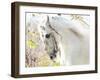 Beautiful White Horse-conrado-Framed Photographic Print