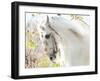 Beautiful White Horse-conrado-Framed Photographic Print