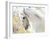 Beautiful White Horse-conrado-Framed Photographic Print