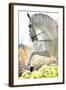 Beautiful White Horse-conrado-Framed Photographic Print