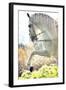 Beautiful White Horse-conrado-Framed Photographic Print