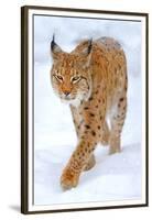 Beautiful Wild Lynx In Winter-null-Framed Premium Giclee Print