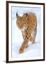 Beautiful Wild Lynx In Winter-null-Framed Premium Giclee Print