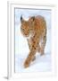Beautiful Wild Lynx In Winter-null-Framed Premium Giclee Print